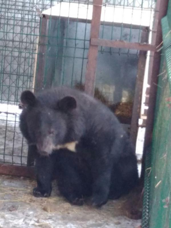 Везём самолетом медведя из Хабаровска в Корею